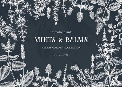 Mints on chalkboard. Hand sketched mint plants banner. Vintage herbs, leaves, flowers hand drawings background. Perfect for recipe, menu, label, packaging. Herbal tea template. Botanical illustration.